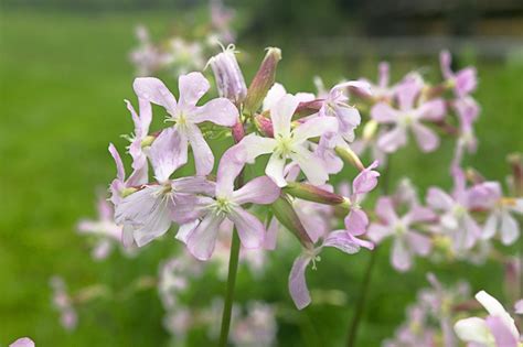How to Plant and Grow Soapwort .